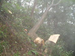 伐採した木の下敷きになった要救助者を救出。「その他の事故」