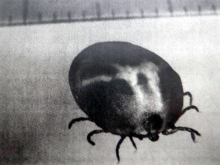 マダニに注意!